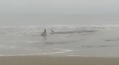 (VIDEO) Graban en vivo a una ballena varada en Playa Grande de Tongoy