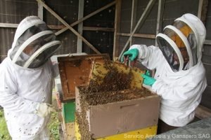 apicultores