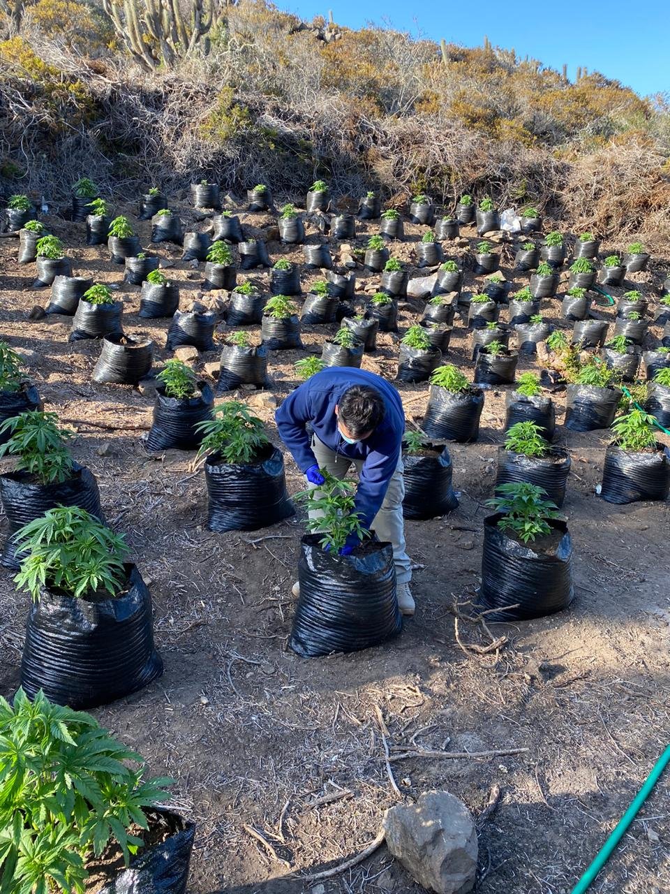 PDI realiza hallazgo de plantación de cannabis en Ovalle