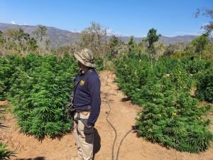 FOTO PLAN CANNABIS