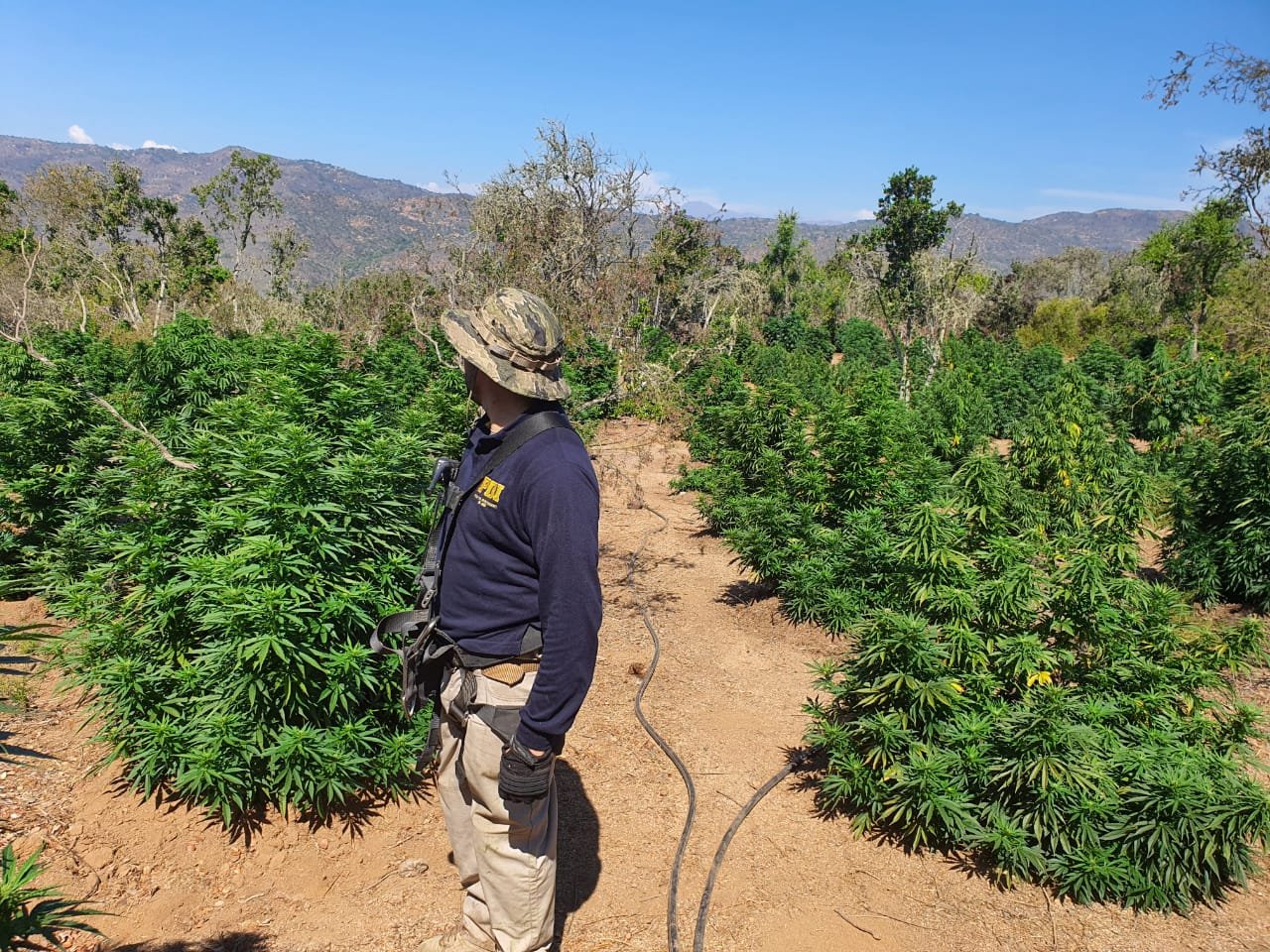 15 toneladas de plantas de marihuana fueron incautadas en Los Vilos
