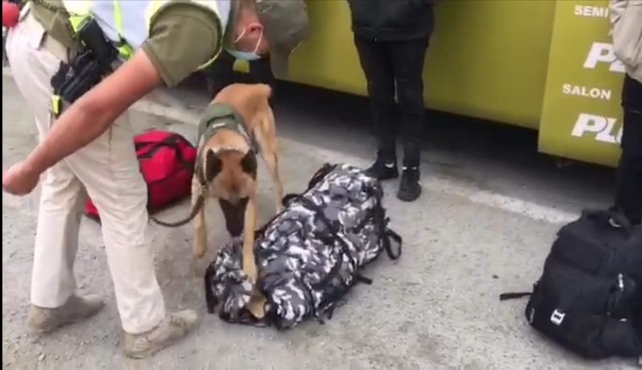 Perro detector de drogas de Carabineros evitó ingreso de 40.700 dosis de pasta base a la región