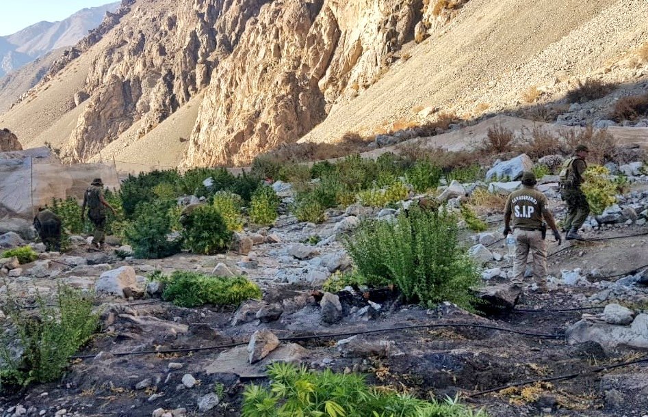 Millonaria incautación de marihuana se concretó al interior de Vicuña