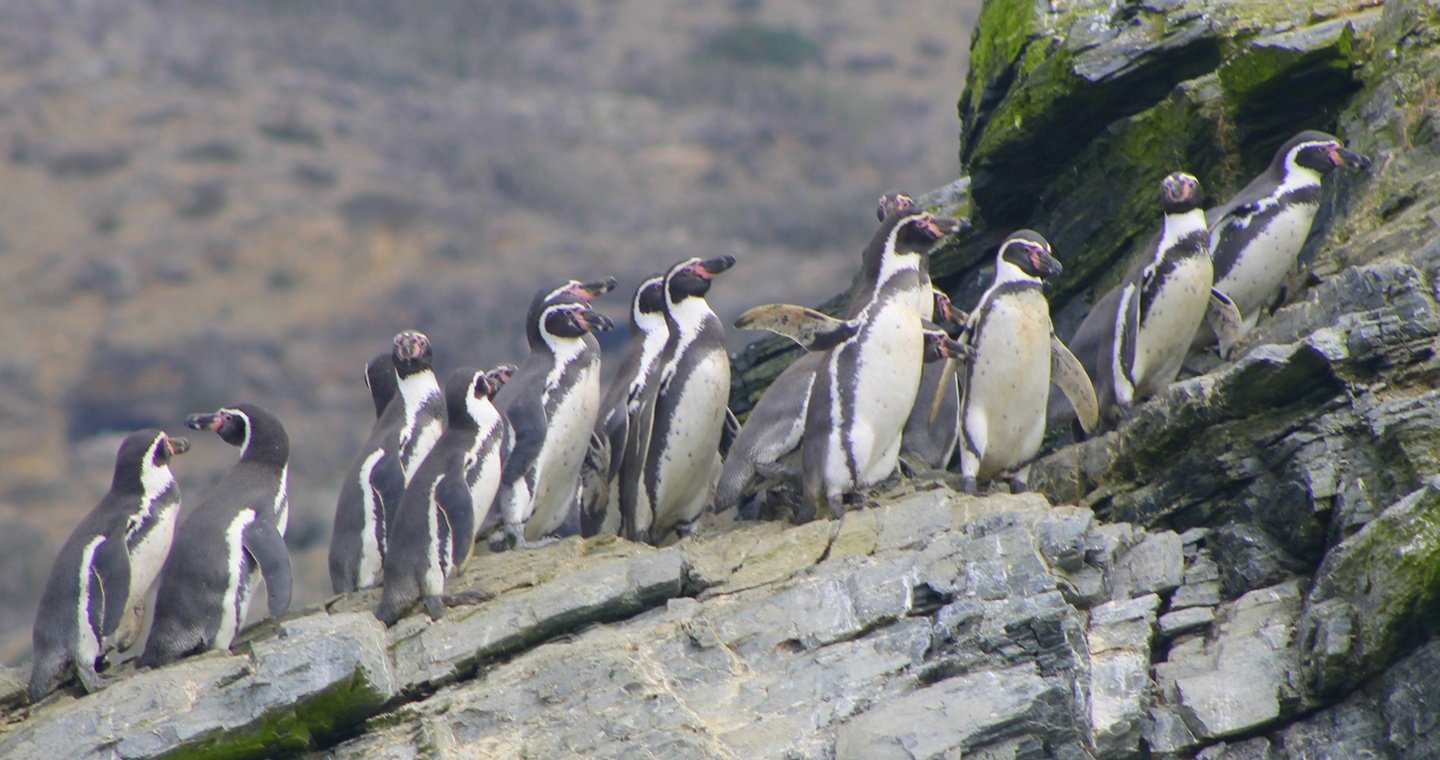 Reserva-pinguino-de-humboldt-gabriela-lopez-ID80-mpo33gx03cr0uzueumz2oiezkz480f9qygw2940ii8