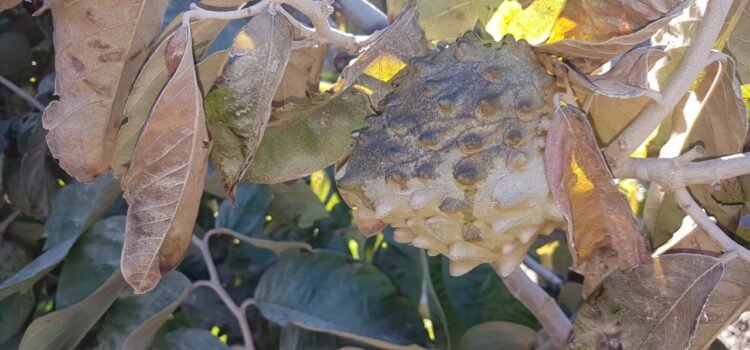 Pérdida total de chirimoyas por bajas temperaturas en la Región de Coquimbo