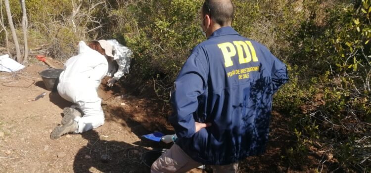 Encuentran cadáver de hombre enterrado en una plantación de marihuana en Los Vilos