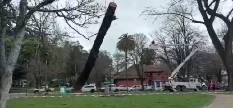 Concepción: Talan árbol y por error destruyen monumento en homenaje a Simón Bolívar