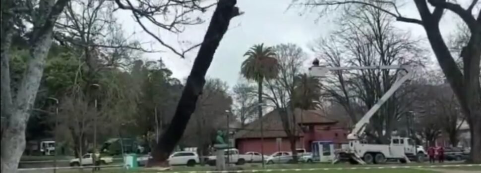 Concepción: Talan árbol y por error destruyen monumento en homenaje a Simón Bolívar