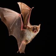 Confirman un nuevo caso de murciélago con Rabia en La Serena