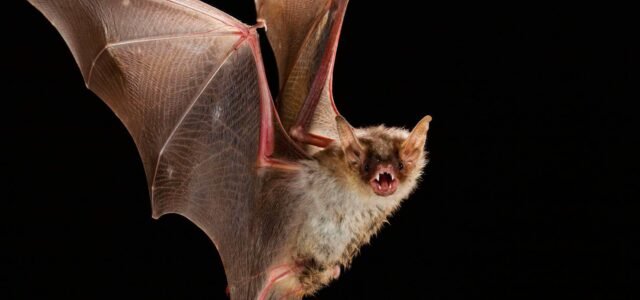 Confirman un nuevo caso de murciélago con Rabia en La Serena