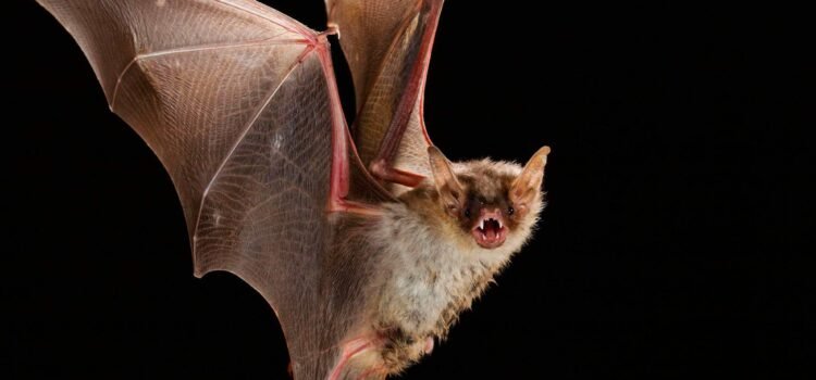Confirman un nuevo caso de murciélago con Rabia en La Serena