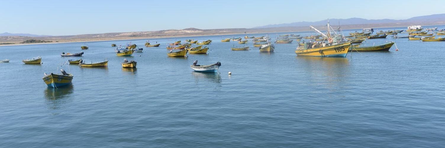 Subpesca activa cuota de imprevistos de 25 mil toneladas de jurel para las regiones de Atacama y Coquimbo