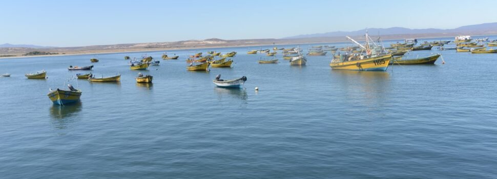 Subpesca activa cuota de imprevistos de 25 mil toneladas de jurel para las regiones de Atacama y Coquimbo