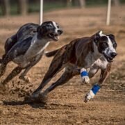 Cámara rechaza ley que prohibía carreras de perros por falta de quórum