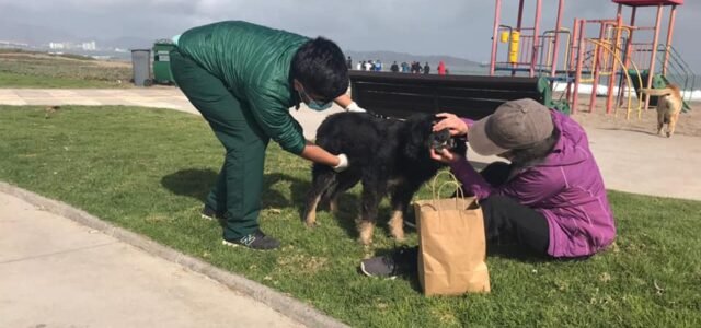 Aplican nuevas estrategias de adopción de perros abandonados en La Serena