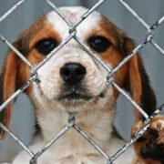Sujeto acusado de arrastrar a un perro fue condenado por maltrato animal y manejo en estado de ebriedad en Los Vilos