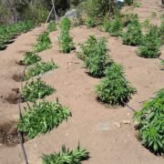 Decomisan 991 plantas de marihuana en el Cerro La Totorita en Combarbalá