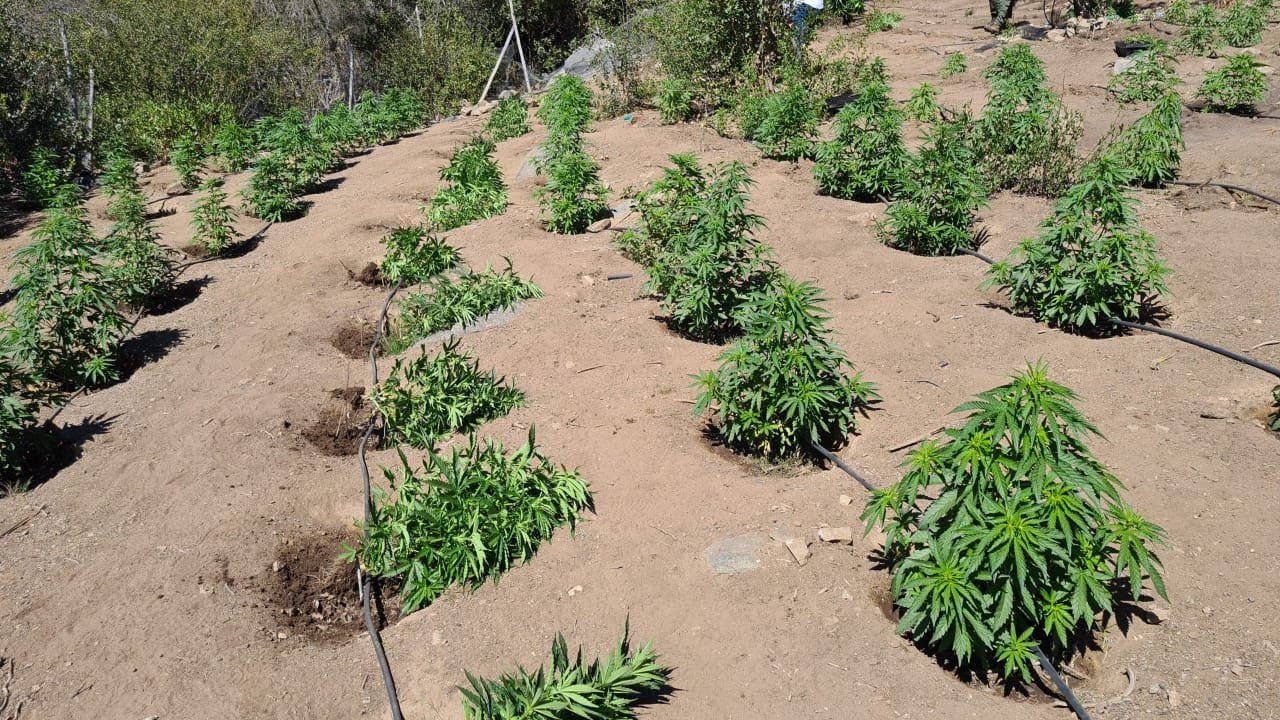 Incautación de droga