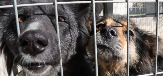 “Adopta una vida”: Gran jornada de adopción de mascotas este sábado en Coquimbo
