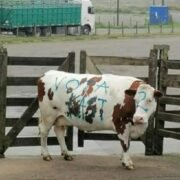 (VIDEO) Vaca fue rayada con “Vota Kast” en una subasta: Parlamentaria presentará demanda por maltrato animal