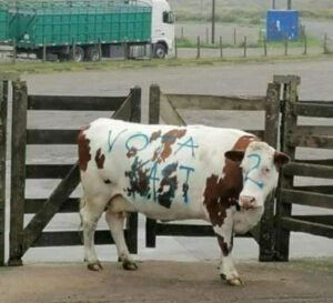 vaca rayada