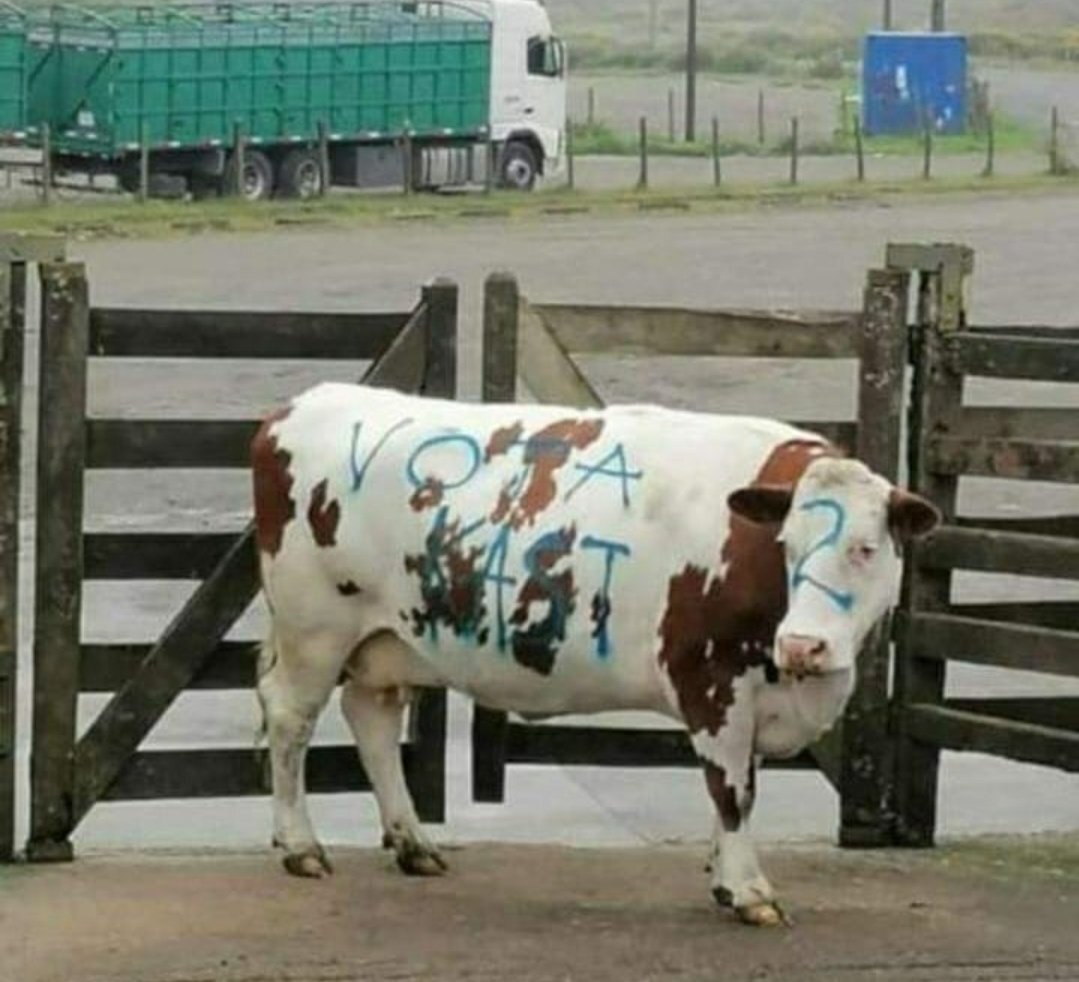 vaca rayada