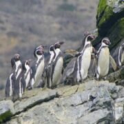 Consejo de Ministros aprueba la creación del área marina protegida archipiélago de Humboldt