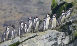 Dominga-pinguinos