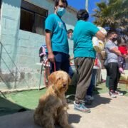 112 mascotas de la Parte Alta de Coquimbo serán esterilizadas y chipeadas gracias a la organización de la comunidad