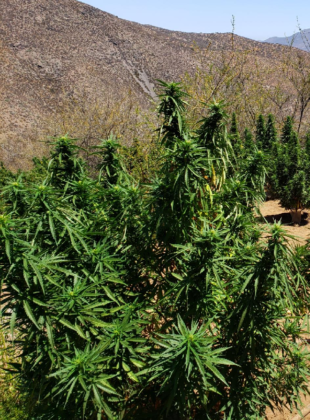 plantas-marihuana-310x420