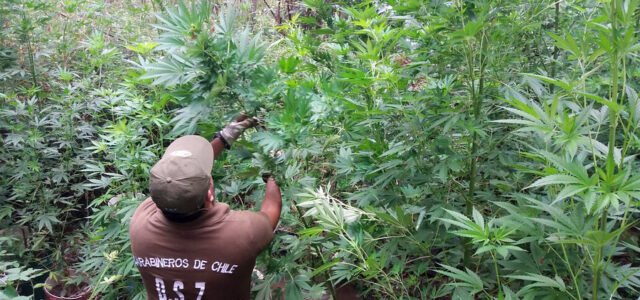 28 mil plantas de cannabis han sido incautadas en la región de Coquimbo en el último mes