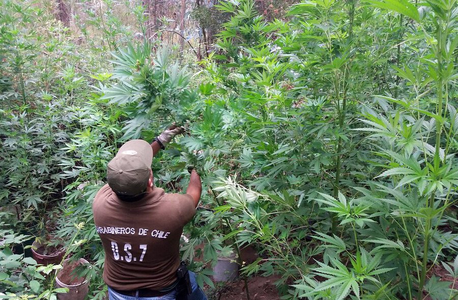 9d6c8c26-marihuana-aton.