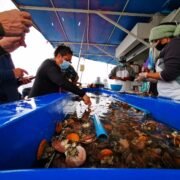 Tongoy sorprende con variada gastronomía marina y actividades familiares para esta temporada estival