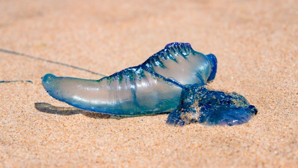 Fragata Portuguesa en playas de la región de Coquimbo