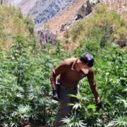 Descubren 480 millones de pesos en marihuana en el sector de San Agustín de Río Hurtado