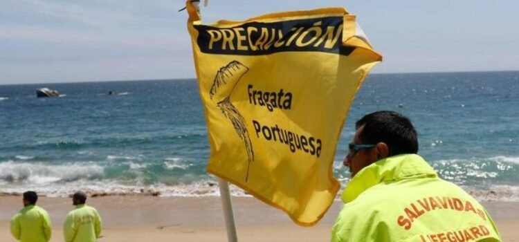 Playas de Tongoy y Puerto Velero cerradas para baño por presencia de fragata portuguesa