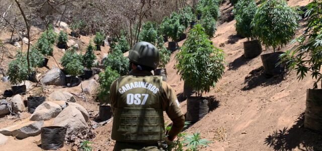 7.600 plantas de marihuana en crecimiento fueron decomisadas en Los Vilos