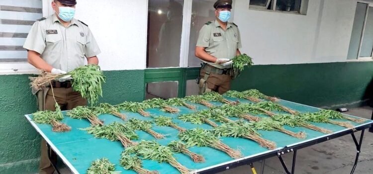 Incautan casi 3 mil millones de pesos de marihuana en Punitaqui