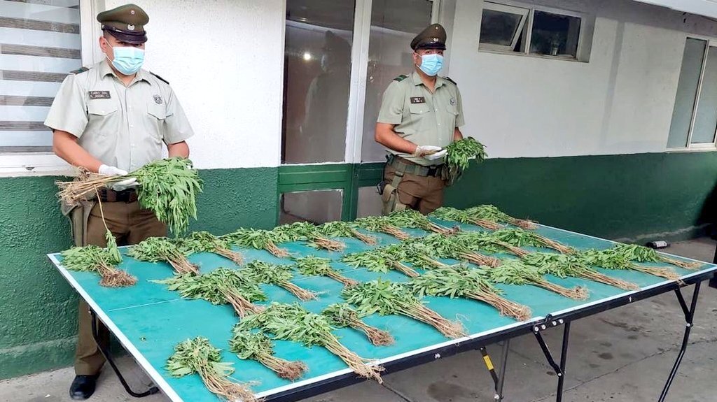 marihuana en Punitaqui