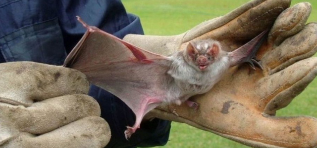 Activan protocolos sanitarios en Ovalle por murciélago con rabia: Se trata del primer caso de este año en la zona