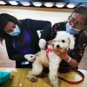 120 mascotas de la Parte Alta de Coquimbo fueron desparasitadas tras exitosos operativos