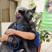 Mascotas participan en primera Jornada de Adopción online en Coquimbo