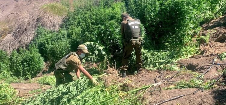 Más de 6.500 plantas de marihuana fueron decomisadas en los últimos cuatro días en la región de Coquimbo