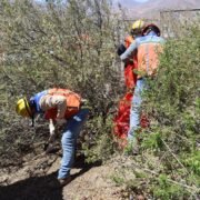 Avanza plantación de 48 mil arbustos nativos en el tranque Quillayes de Minera Los Pelambres