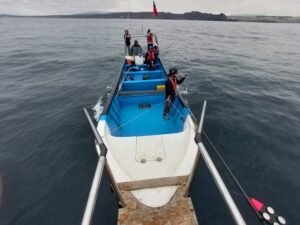 ballenas