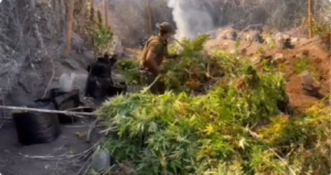 plantas de marihuana