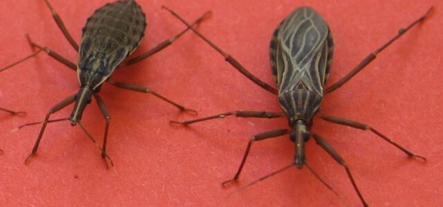 49% de los fallecidos por mal de Chagas en 20 años en Chile son de la Región de Coquimbo