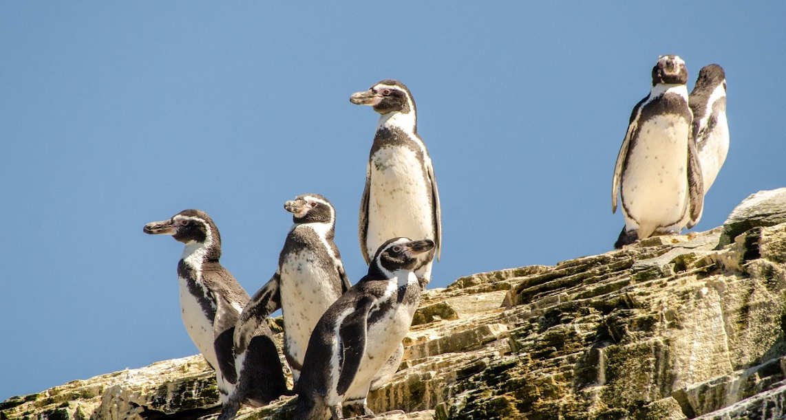 pingüino-de-Humboldt