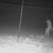 La aterradora imagen que se volvió viral: captan extraña figura deambulando en las cercanías de un zoológico