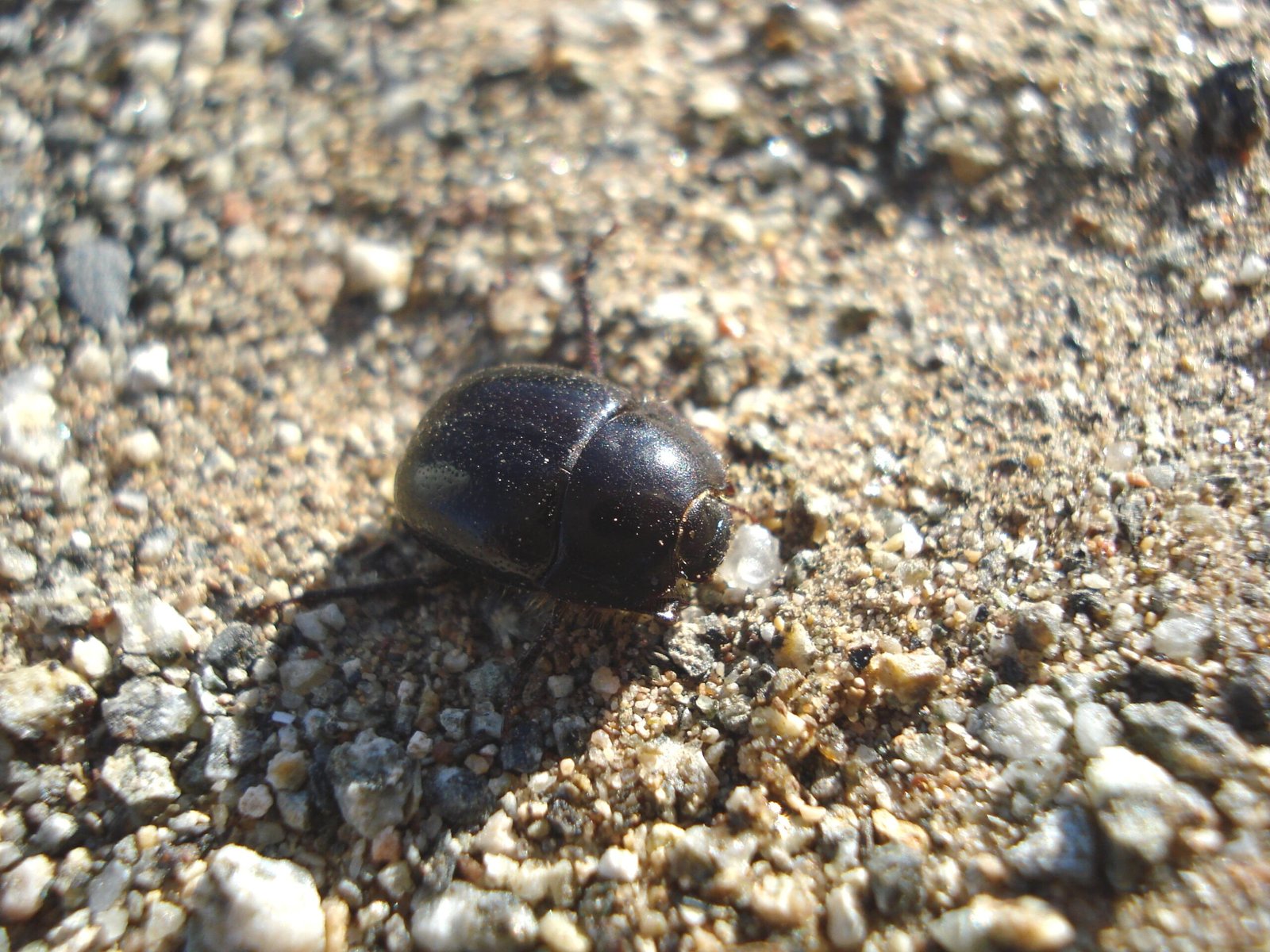 Tenebrio de las Dunas